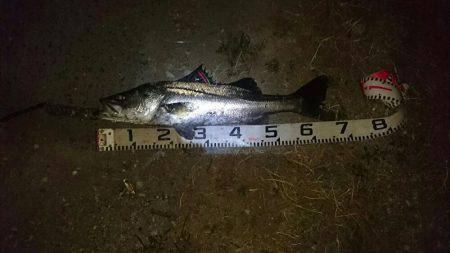 昼ツーバスからの〜