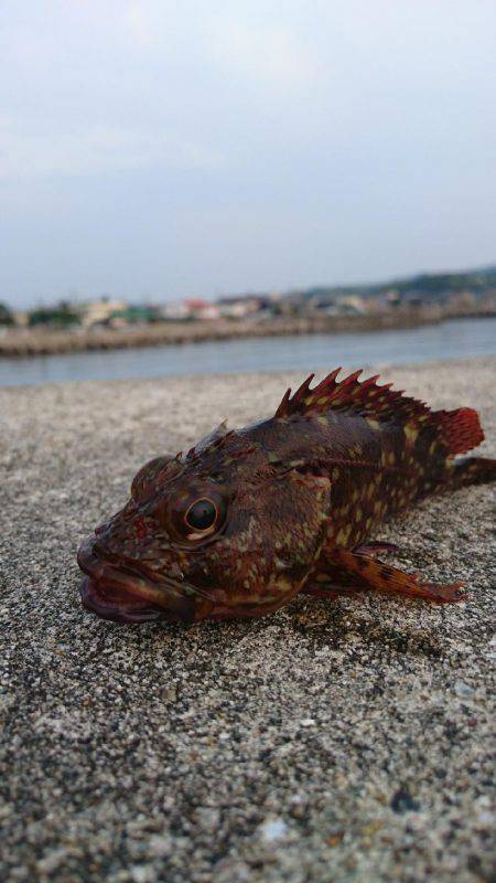 のんびりフィッシング