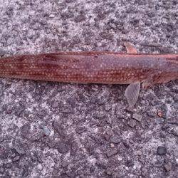 ただ投げたくて