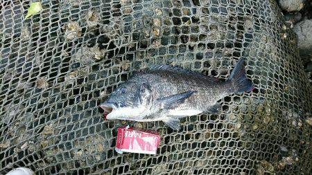 夢前川河口チニング