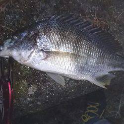 チヌ(^-^)