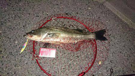 児島湾シーバス