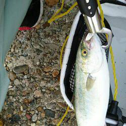 ショアジギング