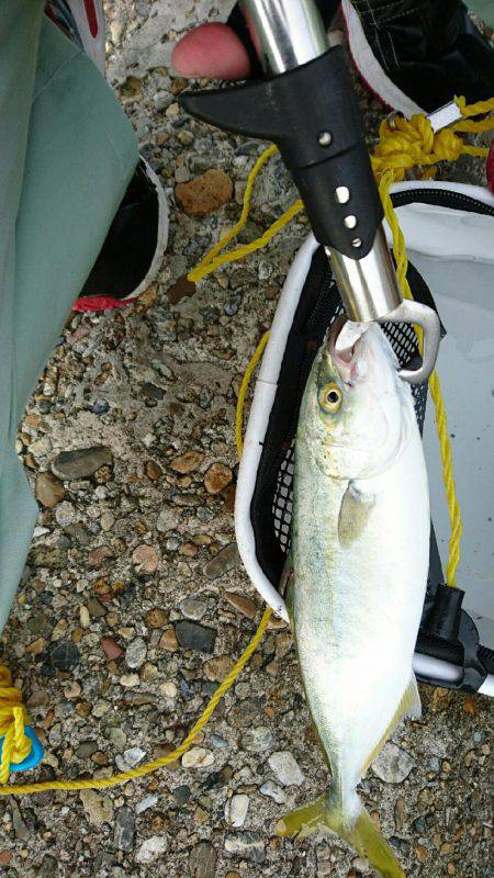 ショアジギング