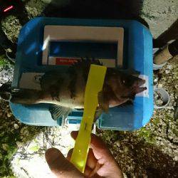 五目釣れたのですがぁ…