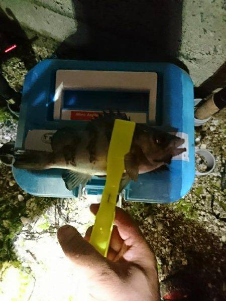 五目釣れたのですがぁ…