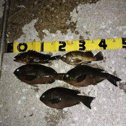 メバルの影が薄くなってきました