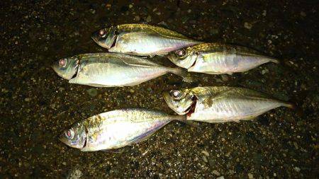 久々のアジング