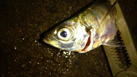 アジングナイト