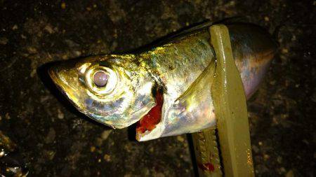 雨の中アジング