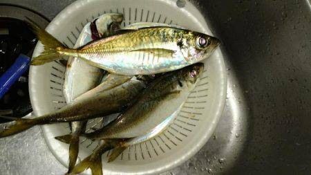 アジフライを求めて