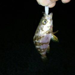 釣れない時期・・・にしとこう(笑)