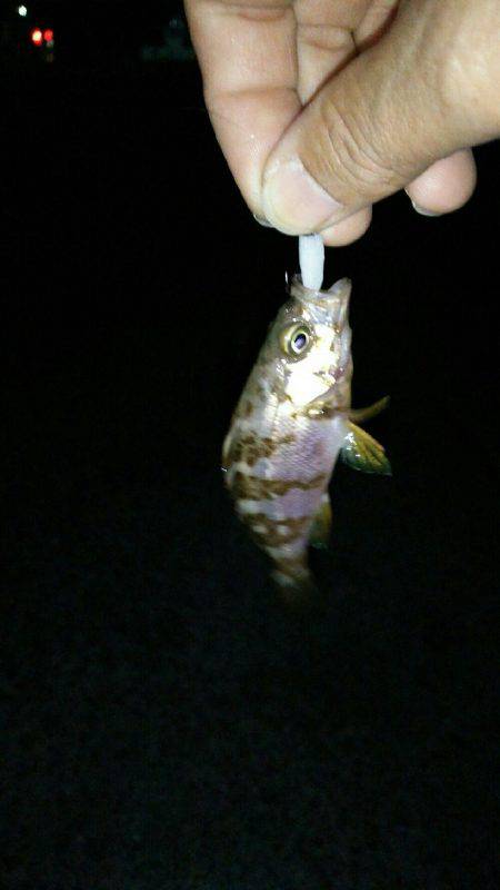 釣れない時期・・・にしとこう(笑)