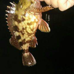 雨上がりライトゲーム