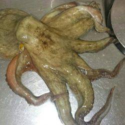 デビルズナイト