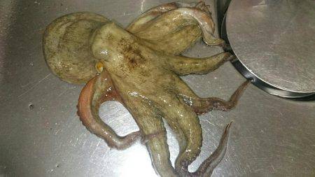 デビルズナイト