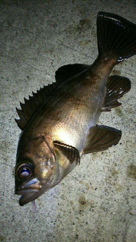 ワームローテーションでメバルイレグイ♪