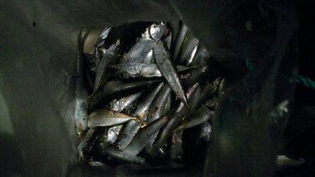 サビキそこそこ