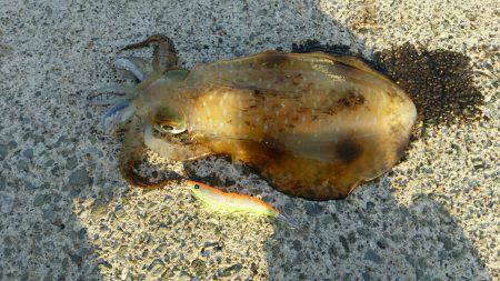 ちょっと小さめですが