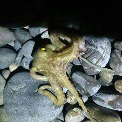 青物狙いでしたが不発