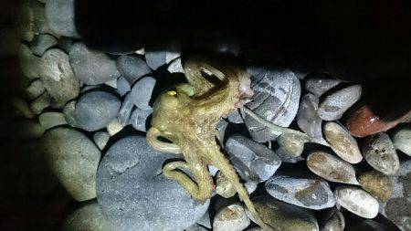 青物狙いでしたが不発