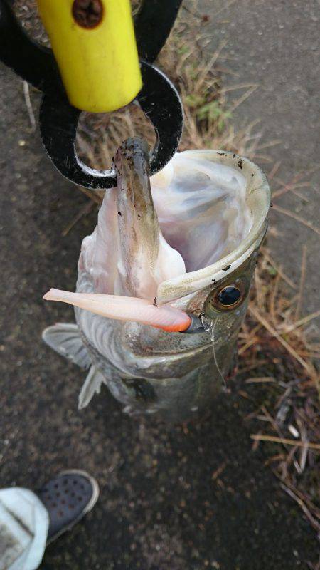 狙い通り(σ≧▽≦)σ