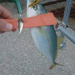 弱い者いじめ(^_^;)