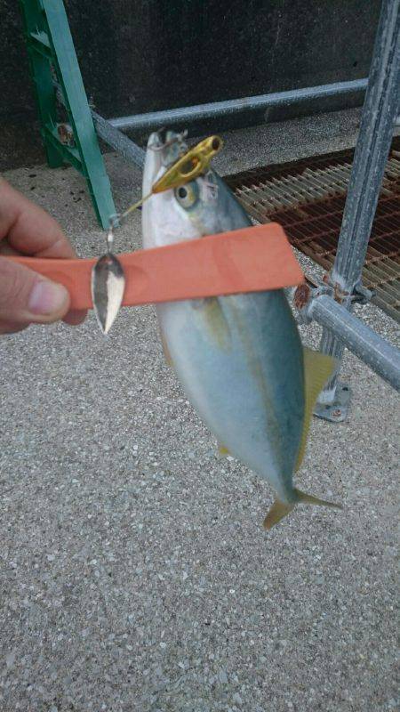 弱い者いじめ(^_^;)