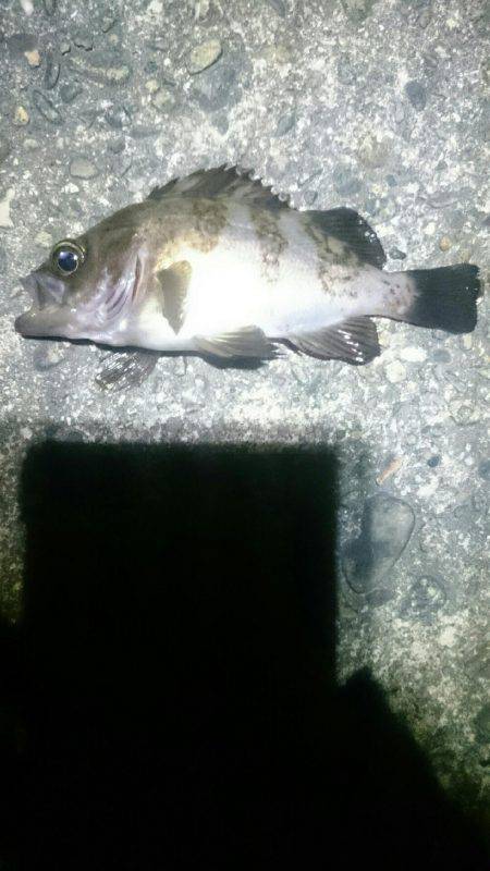 トップで出ました。