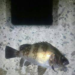 キワキワメバリング