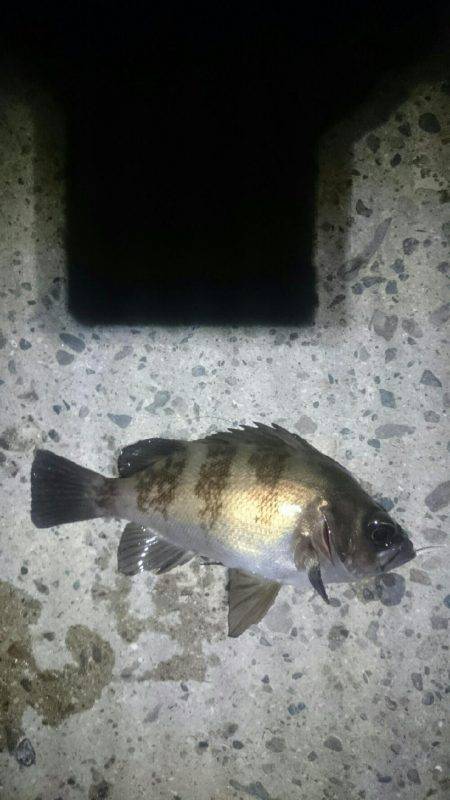 キワキワメバリング