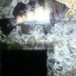 久しぶりです。