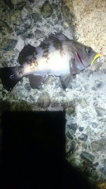 久しぶりです。