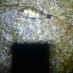 雨にも負けず。