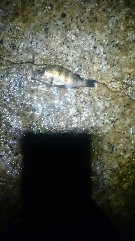 雨にも負けず。