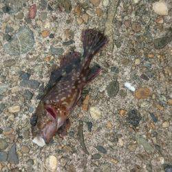 釣れるかなぁ。