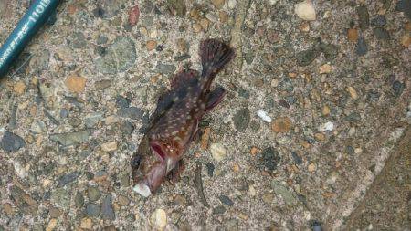 釣れるかなぁ。