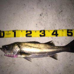 四日市 シーバス