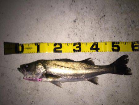 四日市 シーバス