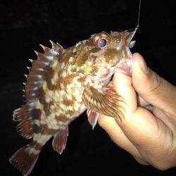 雷雨でずぶ濡れ!!メバリング