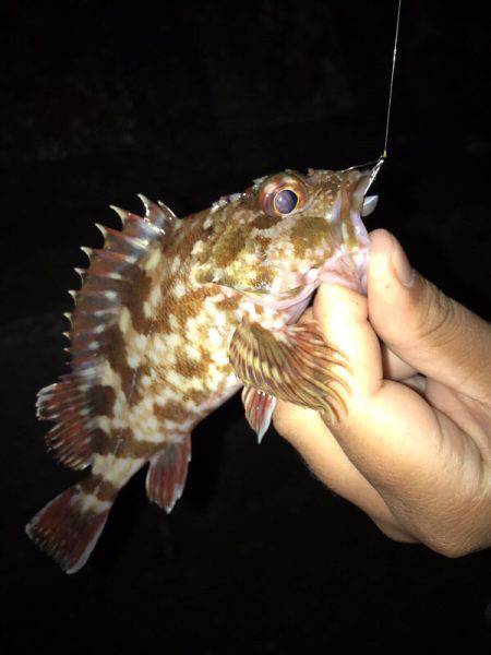 雷雨でずぶ濡れ!!メバリング