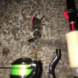 いるけどサイズ良いのは活性低い