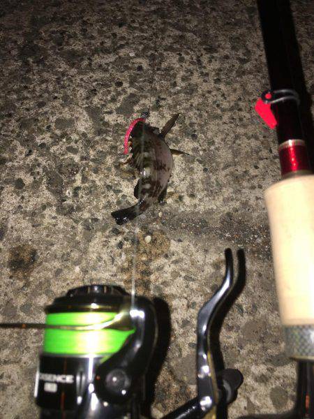 いるけどサイズ良いのは活性低い