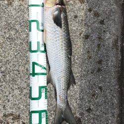 神戸 和田防フカセ