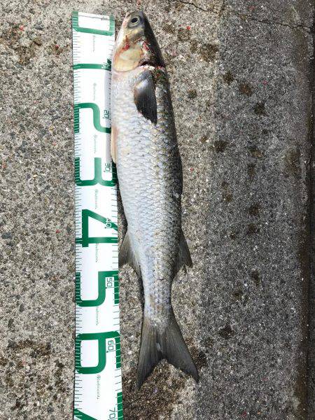 神戸 和田防フカセ