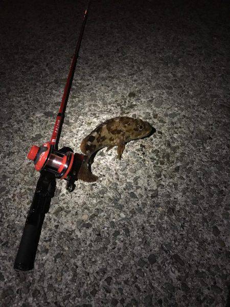 穴釣りロッドで初釣行