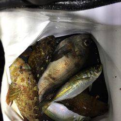 メバルを求めて行ったのに…