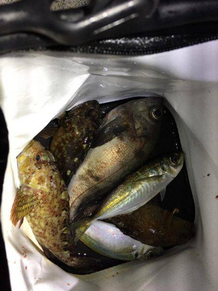 メバルを求めて行ったのに…