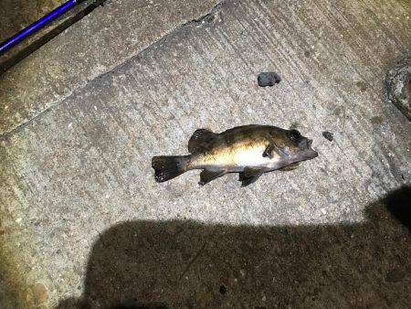 昨日の豪雨で寒い中