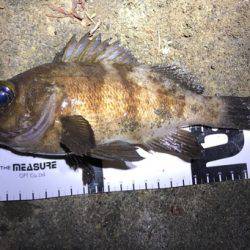 サーフメバリングと堤防にてメバル。